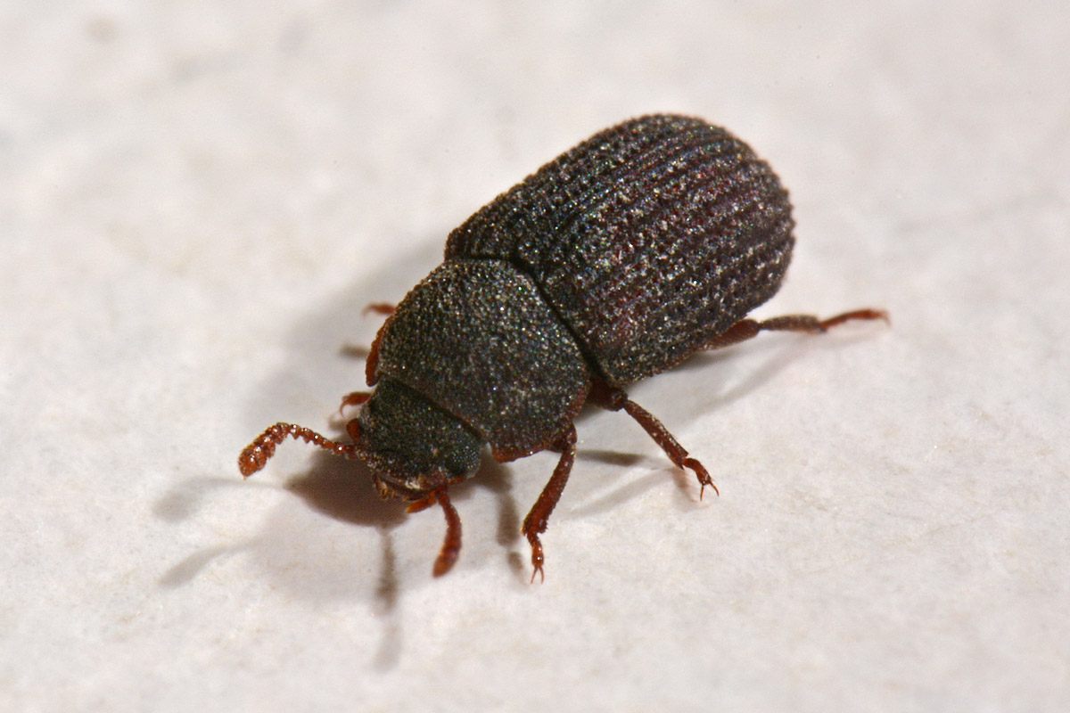 Tenebrionidae?  S !   Eledona agricola